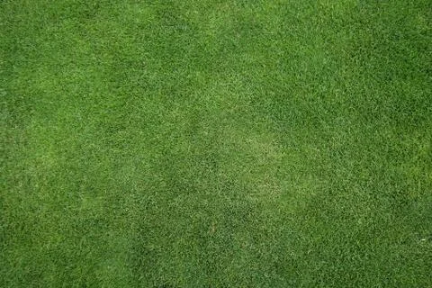 Green grass texture or background of golf course and football field Stock Photos