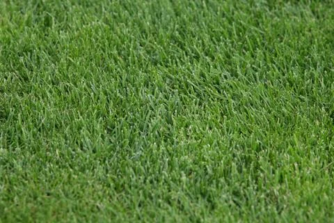 Green grass texture or background of golf course and football field Stock Photos