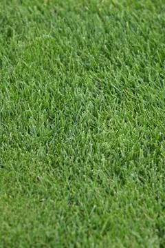 Green grass texture or background of golf course and football field Fotos Stock