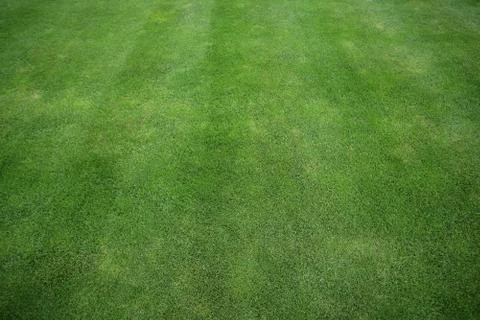 Green grass texture or background of golf course and football field Stock-Fotos