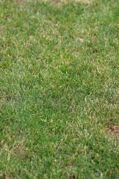 Green grass texture or background of golf course and football field Stock Photos