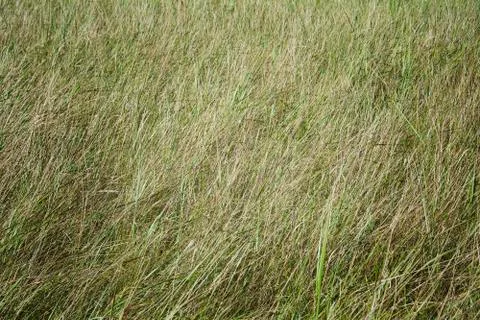 Green grass as texture or background 스톡 사진