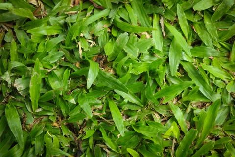 Green grass texture Stock Photos