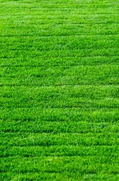Green grass texture Stock Photos