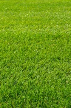 Green grass texture Stock Photos