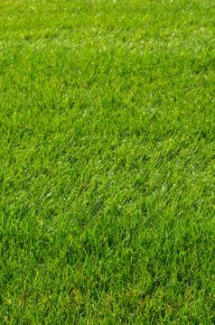 Green grass texture Stock Photos