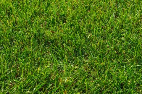 Green grass texture Stock Photos
