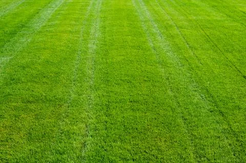 Green grass texture Stock Photos