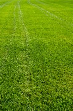 Green grass texture Stock Photos