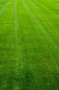 Green grass texture Stock Photos