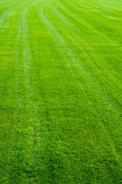 Green grass texture Stock Photos