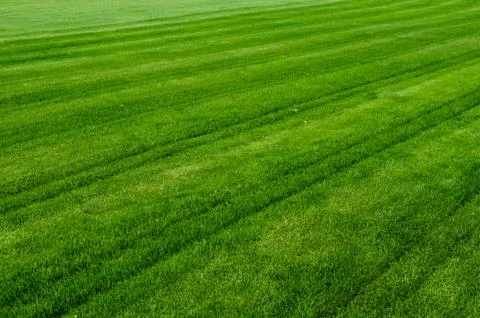 Green grass texture Stock Photos
