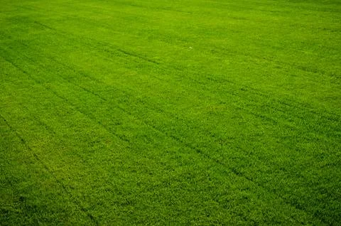 Green grass texture Stock Photos