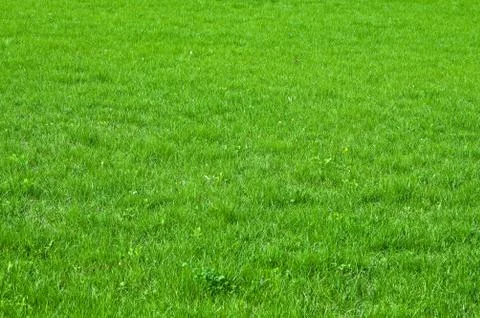 Green grass texture Stock Photos