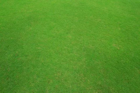 Green grass texture Stock Photos