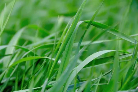 Green grass texture Stock Photos