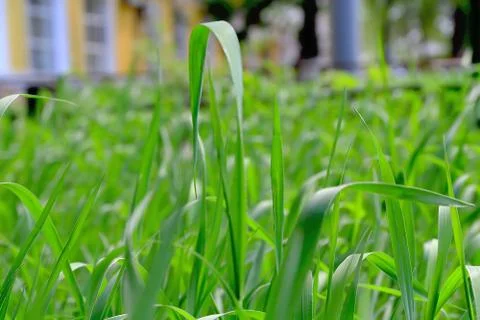 Green grass texture Foto stock