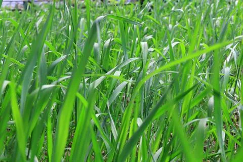Green grass texture Stock Photos
