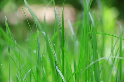 Green grass texture Stock Photos