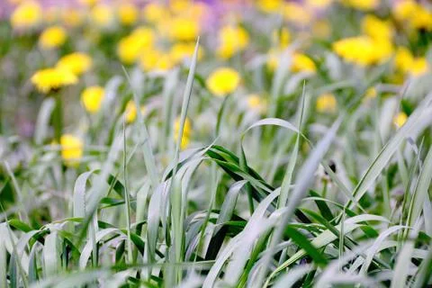 Green grass texture Stock Photos