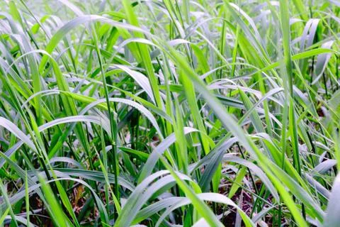 Green grass texture Foto stock