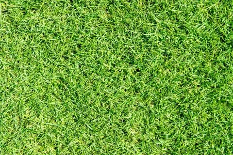 Green grass texture Stock Photos