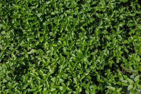 Green grass texture Stock Photos