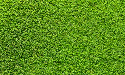 Green grass texture Stock Photos