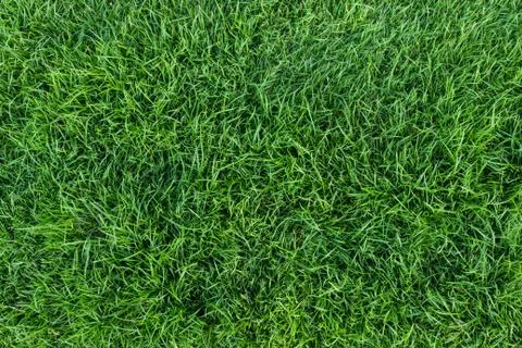 Green grass texture Foto stock