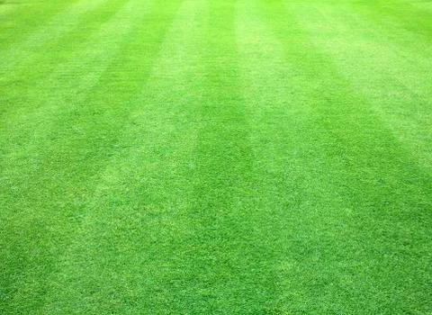 Green grass texture Stock Photos