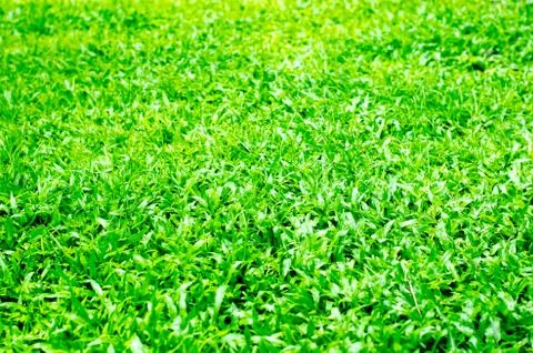 Green grass texture. Foto stock