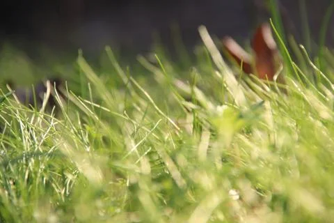 Green grass texture Stock Photos