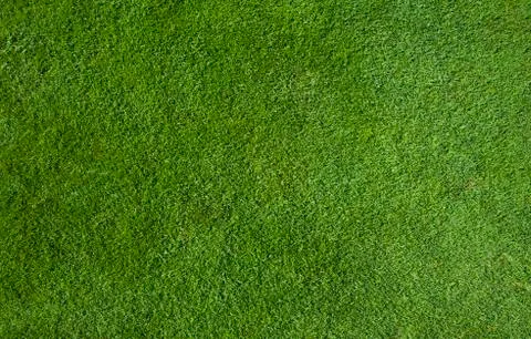 Green grass texture Stock Photos