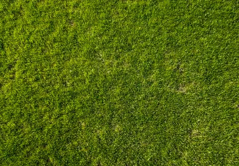 Green Grass Texture Stock Photos