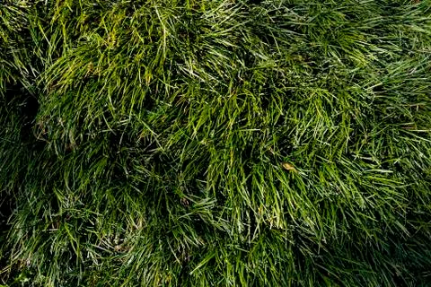Green grass texture Stock Photos