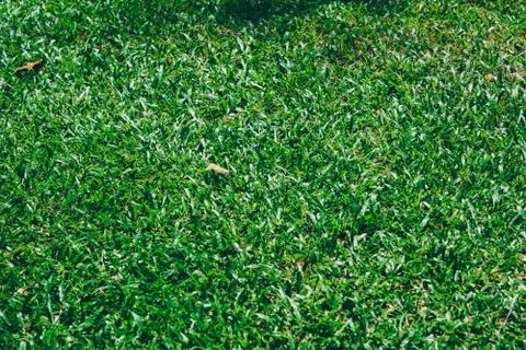 Green grass texture 스톡 사진