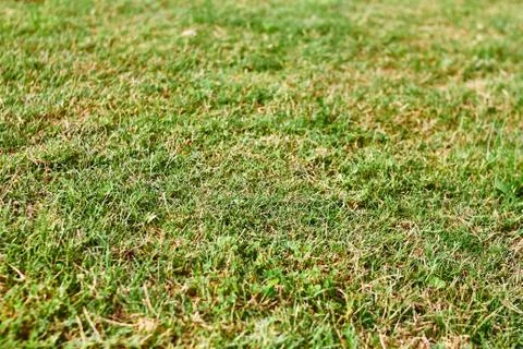 Green grass texture Stock Photos