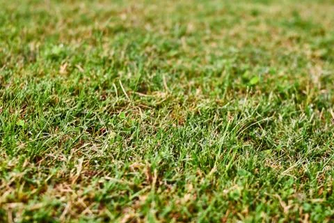 Green grass texture Stock Photos