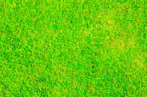 Green grass texture Foto stock