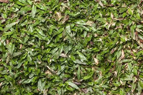 Green grass texture Stock Photos