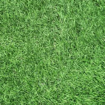 Green grass texture Foto stock