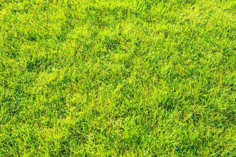 Green grass texture