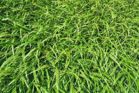 Green grass texture Stock Photos