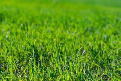 Green grass texture Stock Photos