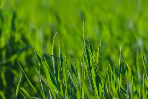 Green grass texture Stock Photos