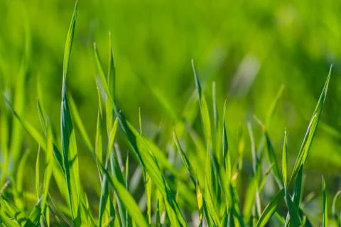 Green grass texture Stock Photos