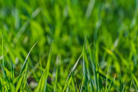 Green grass texture Stock Photos
