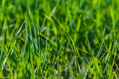 Green grass texture Stock Photos