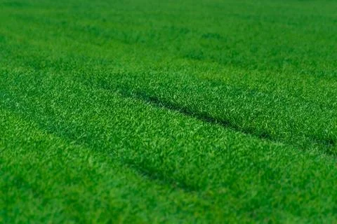 Green grass texture Stock Photos