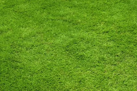 Green grass texture Stock Photos